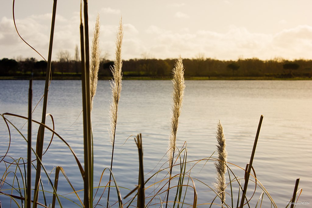 Fenêtre Tournefeuille